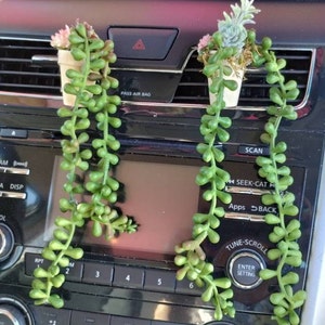 Pode incluir: Duas pequenas plantas suculentas em vasos com videiras penduradas que pendem das saídas de ar de um carro. As plantas estão em vasos brancos e têm folhas verdes.