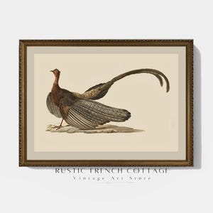 Vintage Autumn Bird Illustration | Vintage Nature Wall Art | Rustic Farmhouse Dining Room Printable | Cozy Thanksgiving Pheasant Home Decor
