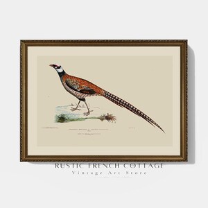Countryside Bird Wall Art | Vintage Pheasant Illustration | Rustic Lodge Printable | Nature Inspired Fall Decor | thanksgiving farmhouse art