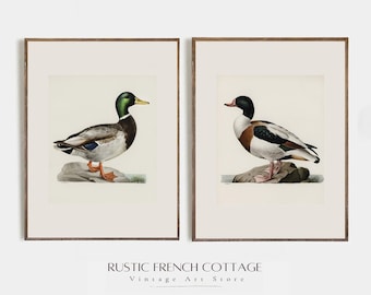Vintage Duck Paint | Rustic décor | Lake House Decor | PRINTABLE Digital Art | Set of two | Vintage nursery paint | Farmhouse décor