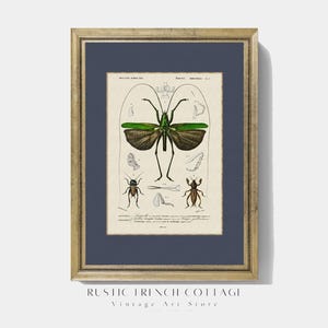 Vintage Entomology Print | Bug Wall Art for Dark Academia Decor | Insect Art for Study, Library or Student Room | Vintage art Gift for Men