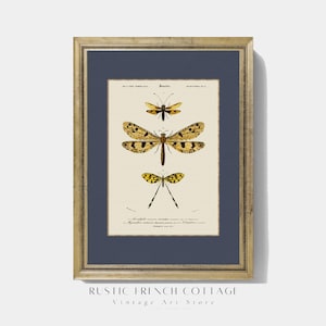 Gothic Insect Illustration | Vintage Scientific Bug Print | Office Wall Decor | Library Aesthetic | Academic Art Gift for Him | vintage art