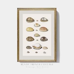 Vintage Sea Shell Poster | Nautical Wall Print with Shells | Coastal Digital Art for Elegant Bathroom or Summer Home | soft coastal nursery