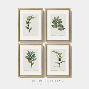 Farmhouse Botanical Wall Art | Set of 4 Antique Plant Prints | Nature Study Illustrations | Vintage Style Home Decor | french cottage decor