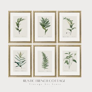 Ensemble d’impressions d’herbes botaniques | Illustrations de plantes vintage | Déco murale de campagne française | art botanique ancienne