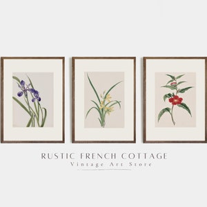Art minimaliste vintage de fleurs sauvages | art de Herbes vintage numérique | illustrations de l'encyclopédie vintage | art de herbarium