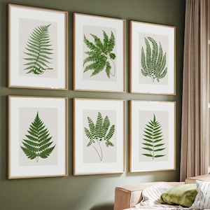 Może przedstawiać: Sześć oprawionych wydruków botanicznych z szczegółowymi ilustracjami zielonych paproci na neutralnym tle. Wydruki są wyświetlane na zielonej ścianie nad nowoczesną sofą. Ramki mają ciepłe, naturalne wykończenie drewna.