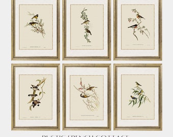 Vintage 6 birds set | modern farm wall art | chic cottage decor | downloadable | home decor gift | cream background print | cottagecore art
