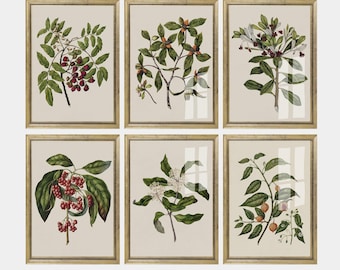 Vintage Botanical Wall Art Set | Elegant French Cottage Botanicals | Antique Plant Illustrations for Kitchen Dining Room | Digital Download