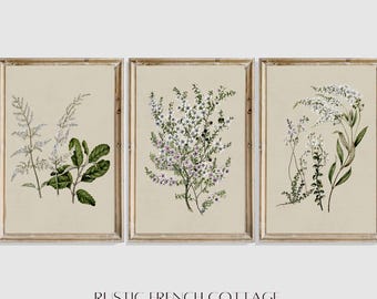 Rustic Botanical art Set of 3 | Vintage Floral Wall Art for Farmhouse Décor | Country Cottage Style | Printed and shipped Botanical Artwork