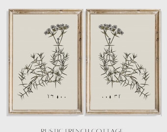 Vintage Botanical Art Set of 2 | Elegant Herbarium Printed and shipped Prints | Rustic Farmhouse art | French Cottage Botanical Illustration