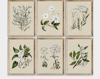 Vintage Botanical Wall Art Set of 6 | Rustic Herbarium Illustrations for Cottage Kitchen or Bedroom | Neutral Botanical Digital Download art