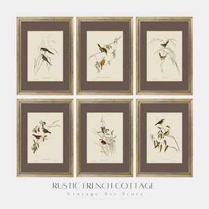 Set of 6 vintage Bird drawings | Vintage Nature Wall Decor | Elegant Wild birds Illustration | Retro Bird Gallery | Elegant living room art