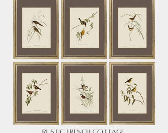 Juego de 6 láminas vintage de pájaros | Decoración natural elegante para el salón o la oficina | Encanto antiguo para una decoración con estilo