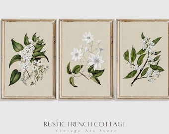 Herbal Botanical Illustration Set of 3 | Vintage Cottage Wall Art for Living Room or Garden Room | Soft Minimalist Digital Download Prints