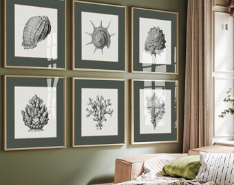 Vintage Shell Gallery Wall Download | Antique Coastal Artwork in Soft Sage Green | elegant hamptons style digital art