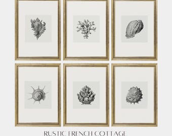 Bocetos de conchas marinas antiguas | Grabados antiguos de vida marina | Arte mural costero rústico | Ilustración histórica del océano