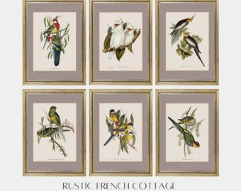Elegant Parrot Wall Art | Vintage Bird Illustration | Antique Tropical Print | Exotic Botanical Decor | Downloadable Art | Farmhouse decor