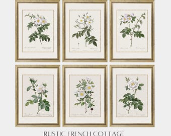 Vintage White Rose Prints Set | French Cottage Wall Art | Elegant Floral Botanical Prints | Country French Decor | Sophisticated Wall Decor