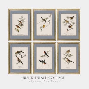 Vintage Bird Art Print Set | Printed Antique Bird Illustrations for Cottage or Library Decor | Shipped Rustic Gallery | vintage Gift for Her