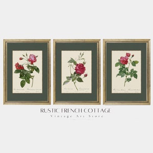 Vintage Red Roses | Antique Art Digital Download | Botanical Art for Retro Wall Decor | Set of 3 Floral Posters | Elegant Floral Gift art