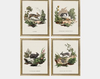 Set of 4 Vintage Rabbit Prints | Woodland Animal Wall Art | Printed Nursery | Cottagecore Decor | Charming Natural History Illustrations