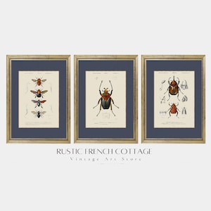 May include: Set of three vintage insect illustrations in gold frames. The illustrations feature a bee, a beetle, and a stag beetle. The illustrations are printed on white paper with black and brown ink.