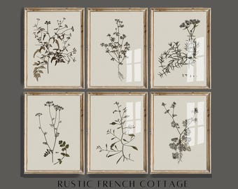 Vintage Botanical Set of 6 | Antique Herbarium Prints | Rustic French Farmhouse Décor | Elegant Botanical Gallery Wall | Printed and shipped