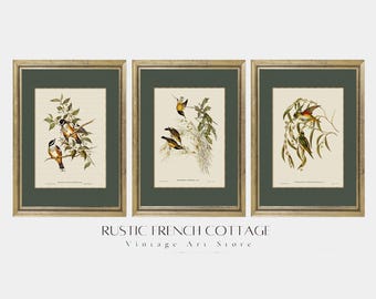 Sage Green Bird Prints | Vintage Nature Art | French Country Wall Decor | Classic  Illustrations | Antique Bird Poster Set | Elegant Home