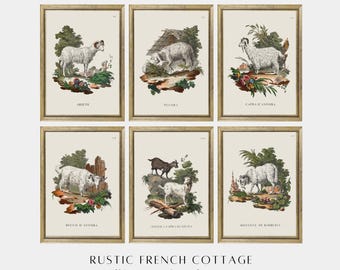 Six vintage sheep drawings | Antique pastoral collection for spring farmhouse decor | Easter atmosphere | print at home lamb illustrations