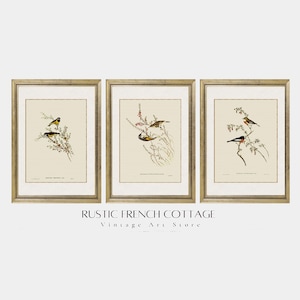 Vintage Bird Prints Set | Printed and shipped | Rustic Farmhouse Decor | Classic Bird Illustration | Nature Lover Gift | Country Home Decor