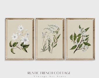 Set of 3 Vintage Botanical Prints | Antique Herbarium Artwork for Rustic Kitchen & French Country Decor