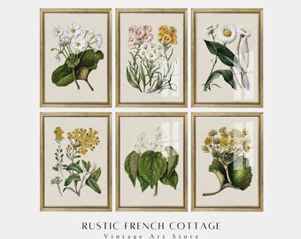 Vintage botanical flower set digital download | wildflower antique illustrations | antique herbarium | rustic soft French country style art