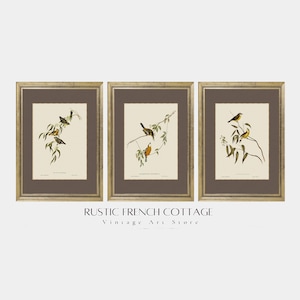 Stampe di uccelli in stile rustico | Set di 3 pezzi di arte vintage | Poster di uccelli stampabili | Decorazioni moderne in stile fattoria