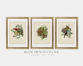 Arte rústico de pared con pájaros | Láminas de pájaros primaverales de estilo vintage | Ilustración de naturaleza impresa y enviada | Decoración rústica con pájaros