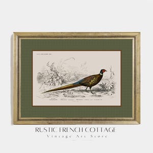 Golden Pheasant Art Print | Vintage Bird Wall Art | Classic Hunting Lodge Decor | Warm Autumn Digital Download | elegant farmhouse fall art