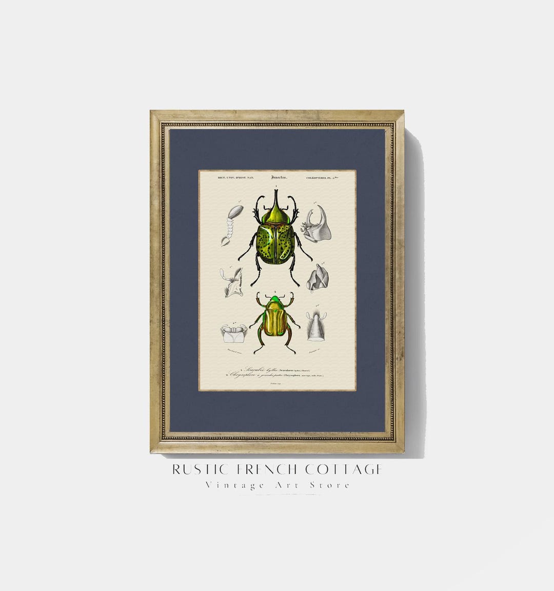Dark Academia Insect Print | Vintage Bug Wall Art for Study Room or ...