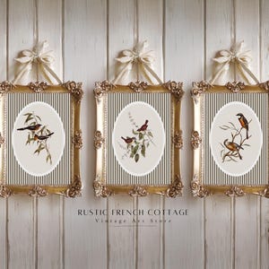 May include: Three framed vintage bird prints. Each gold-framed print features an oval image of birds perched on branches. The frames are hung with cream-colored bows. The text "RUSTIC FRENCH COTTAGE Vintage Art Store" is at the bottom.