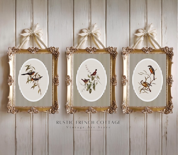Ensemble de 3 Illustrations d'Oiseaux Rustiques | Oiseaux Chanteurs Vintage | art numérique Neutre Style Ferme | déco de maison de campagne