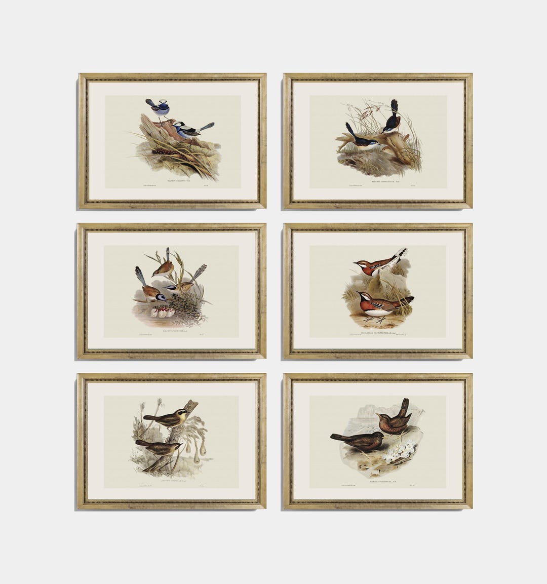 Vintage Bird Wall Art Set of 6 | European Antique Bird Illustrations ...