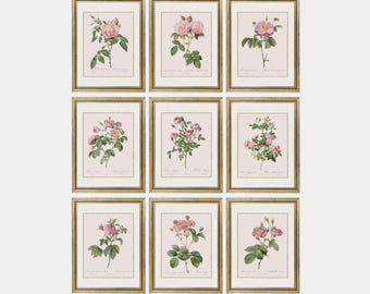 Set of 9 Vintage Rose Prints | French Cottage Nursery decor | Botanical Rose Gallery | Printed & Shipped | Romantic Floral Farmhouse Decor