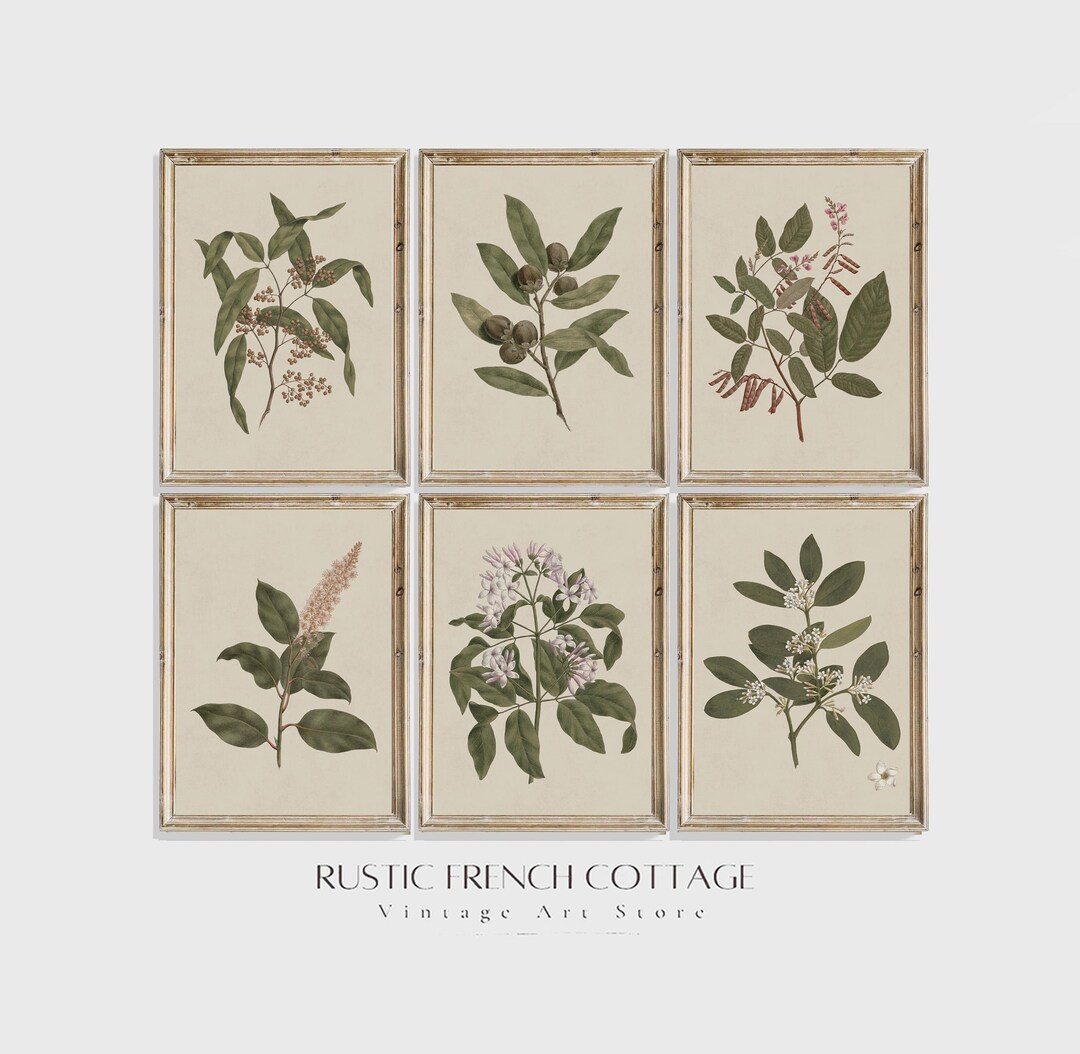 Set of 6 Vintage Botanical Prints | Antique Wall Art for Elegant ...