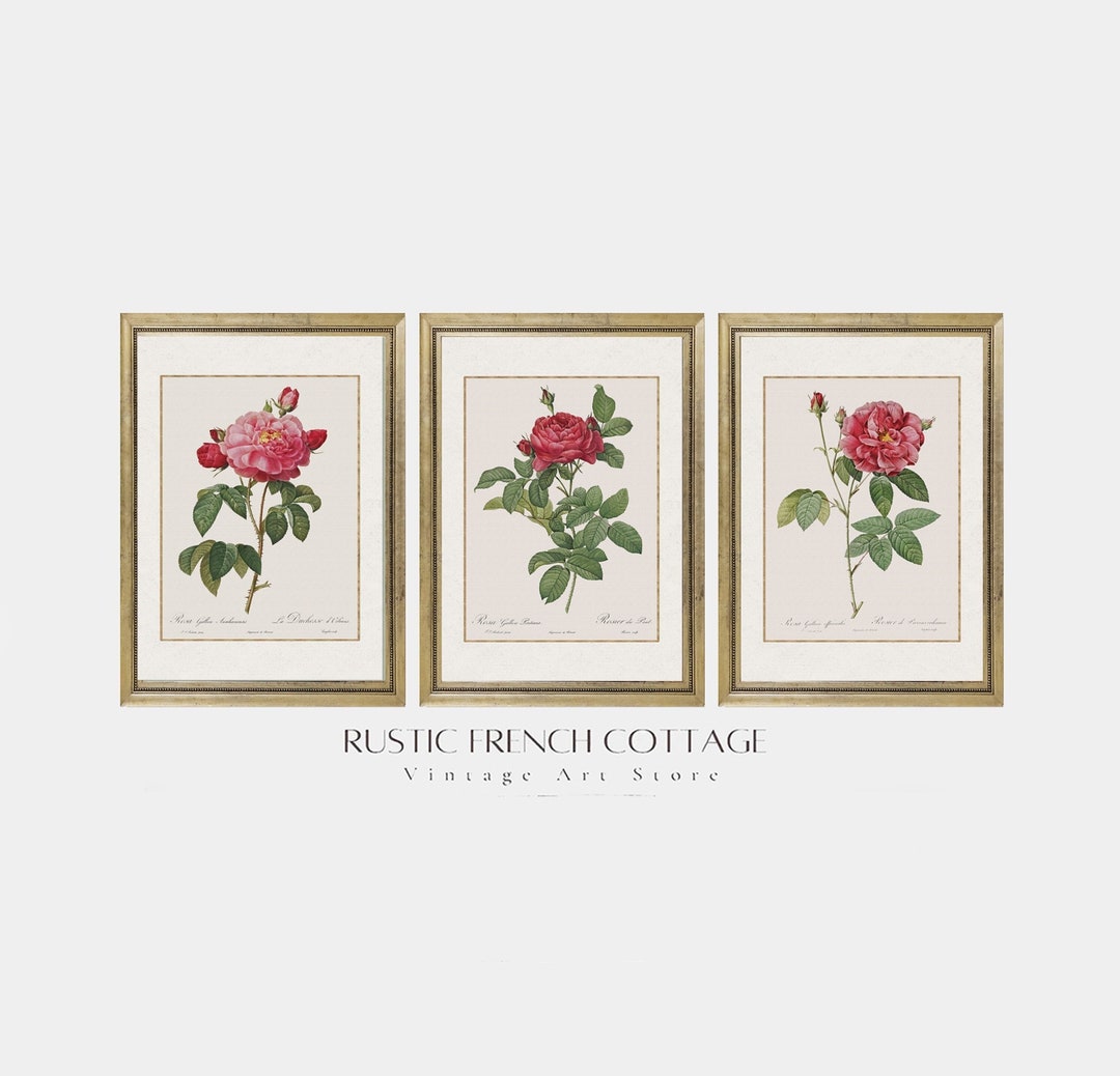 Elegant Antique Botanical Wall Art | Set of 6 Vintage Red Roses for ...
