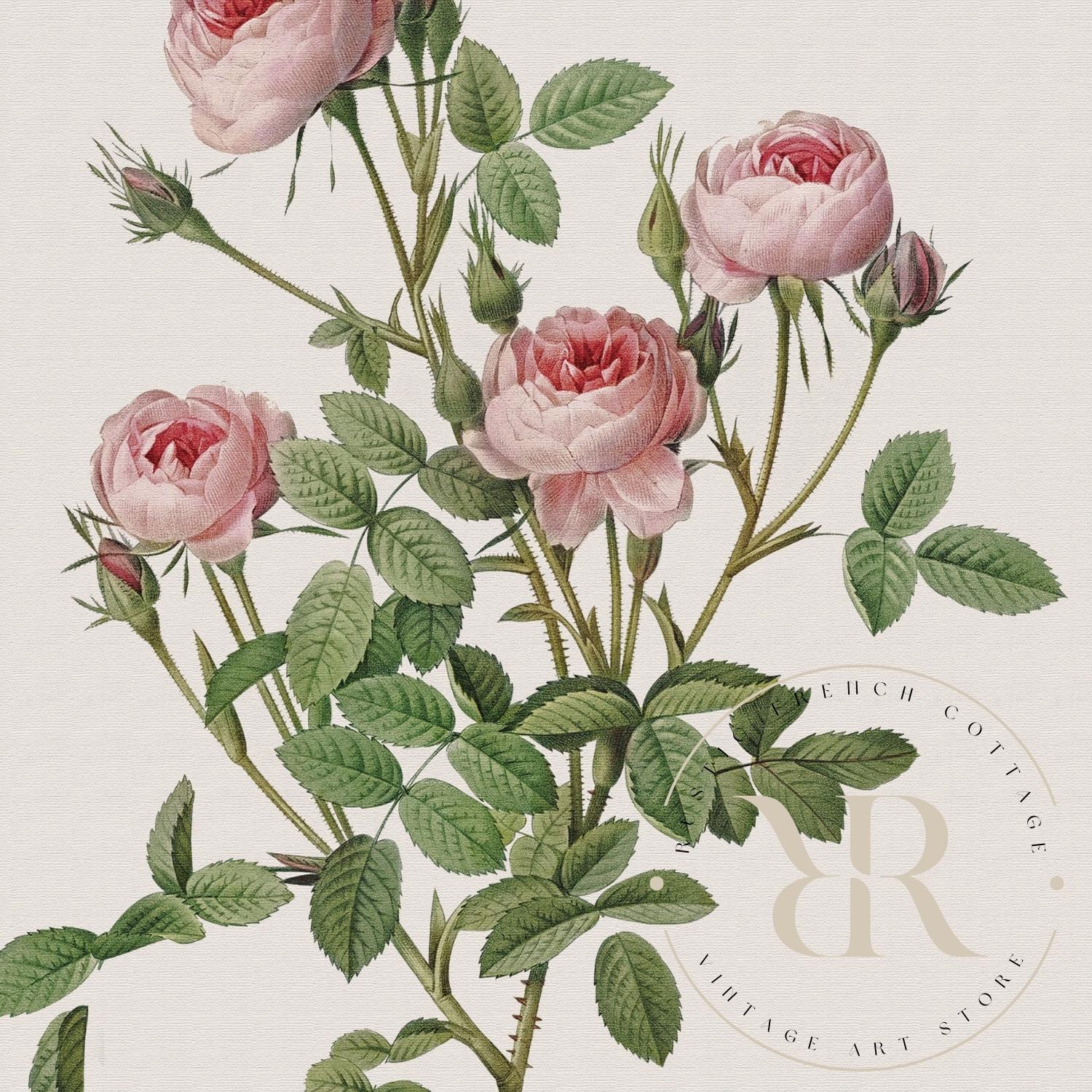Vintage Pink Rose Prints Set | Botanical Flower Wall Decor | Shabby ...