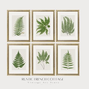 Set of Fern Prints | Vintage Plant Illustrations | French Country Wall Decor | Antique Botanical Artwork | Nature Inspired farmhouse decor