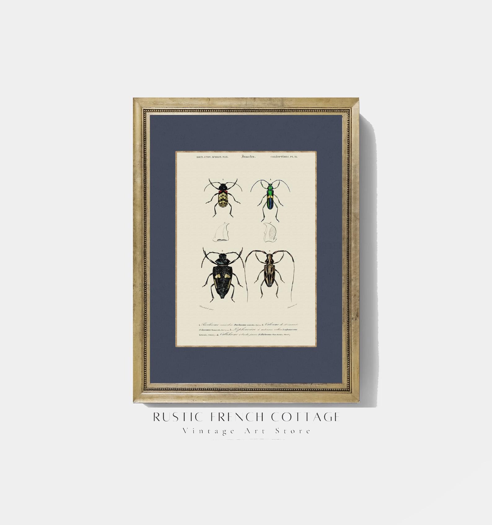 Insect Poster Set Printable | Vintage Bug Decor for Office, Library, or ...