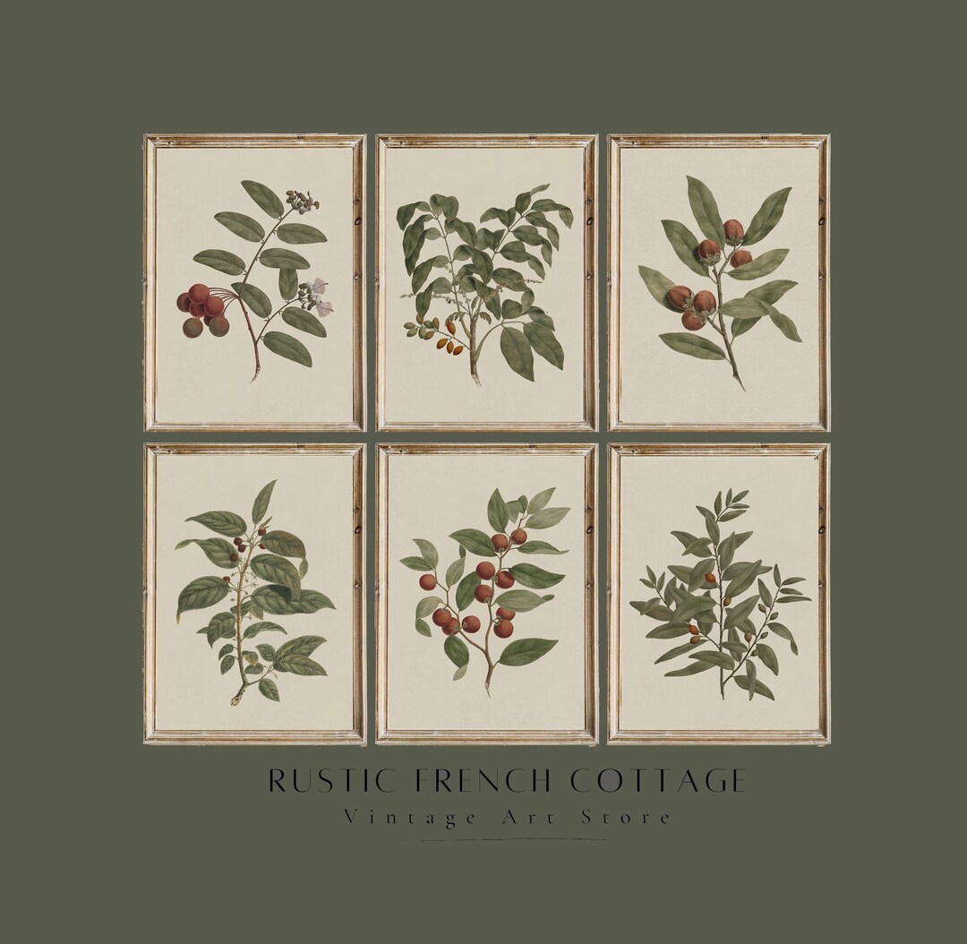 Set of 6 Vintage Botanical Prints | Minimalist Plant Illustration ...