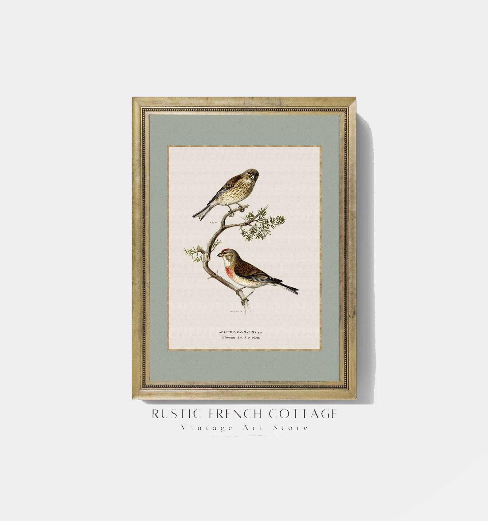 Vintage Bird Art | Minimalist Farmhouse Decor Set of Watercolors With ...