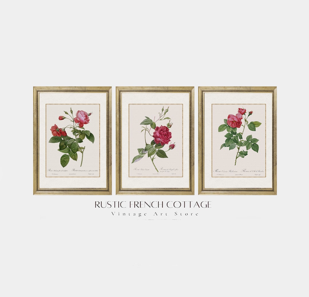 Elegant Antique Botanical Wall Art | Set of 3 Roses for Rustic Living ...