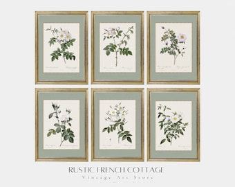Set of 6 Vintage Botanical Prints in Sage Green | Neutral Flower Wall Gallery | Set of Antique Engravings of White Roses | farmhouse nursery